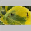 Nigma walckenaeri - Gruene Lauerspinne 01.jpg